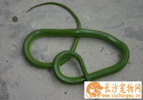 宠物蛇饲料 宠物蛇一般只吃活性的动物