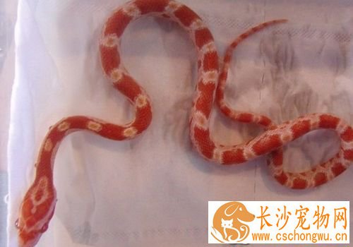 宠物蛇过冬 需要在加热垫上铺上几层报纸