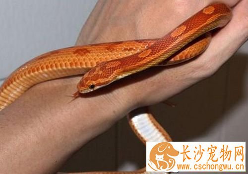 宠物蛇过冬 需要在加热垫上铺上几层报纸