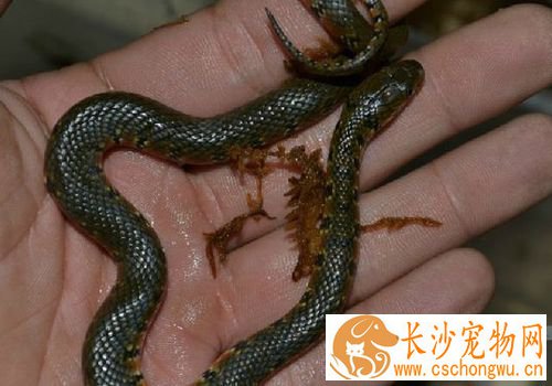 宠物蛇过冬 需要在加热垫上铺上几层报纸