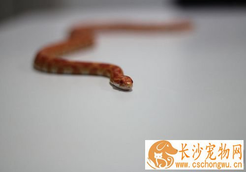 宠物蛇如何饲养 宠物蛇无需每天都喂食食物