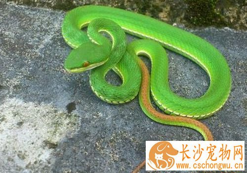 宠物蛇如何饲养 宠物蛇无需每天都喂食食物