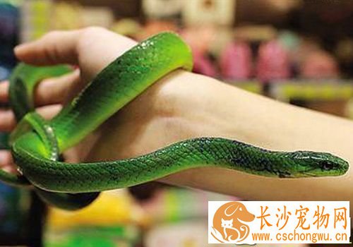 宠物蛇如何饲养 宠物蛇无需每天都喂食食物