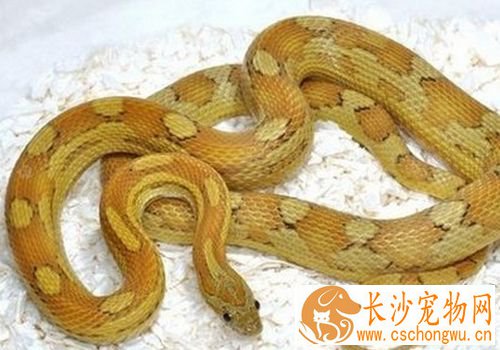 最小的宠物蛇 翠青蛇体型较小最容易饲养
