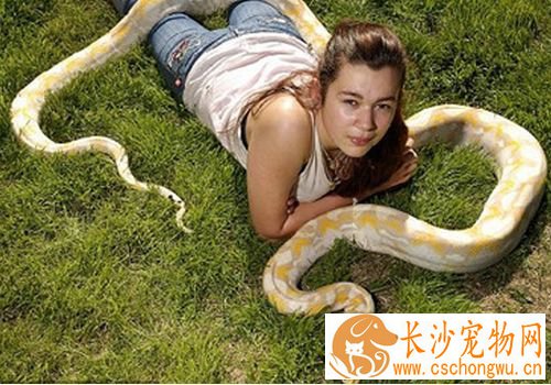 最小的宠物蛇 翠青蛇体型较小最容易饲养