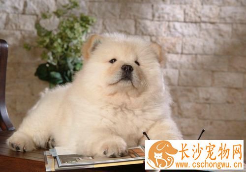松狮犬犬瘟热后期 主要症状眼鼻有分泌物