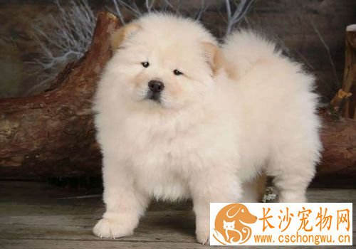 松狮犬犬瘟热后期 主要症状眼鼻有分泌物
