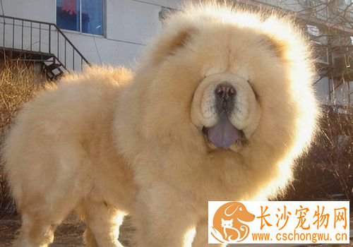 松狮犬犬瘟热后期 主要症状眼鼻有分泌物
