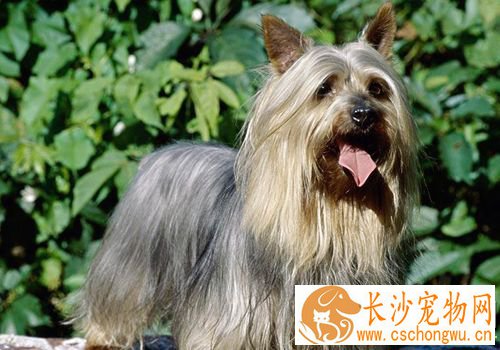丝毛梗怎么美容 丝毛梗梳毛需要每天至少1次