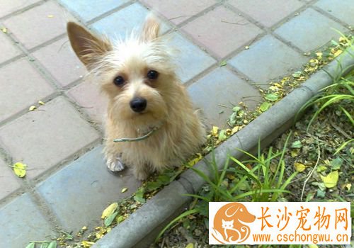丝毛梗怎么美容 丝毛梗梳毛需要每天至少1次