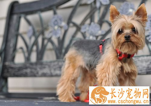 丝毛梗怎么美容 丝毛梗梳毛需要每天至少1次