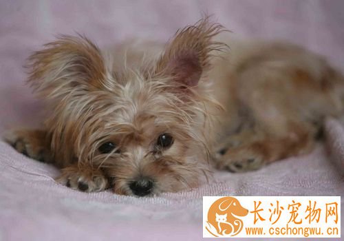 丝毛梗如何喂养 饲养中多补充钙粉和维生素