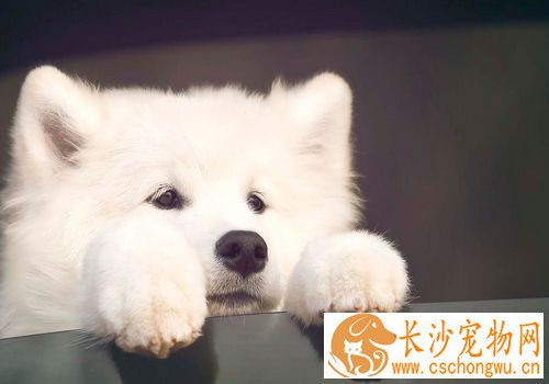萨摩耶犬的饲养方法不要让幼犬吃人们的剩菜剩饭