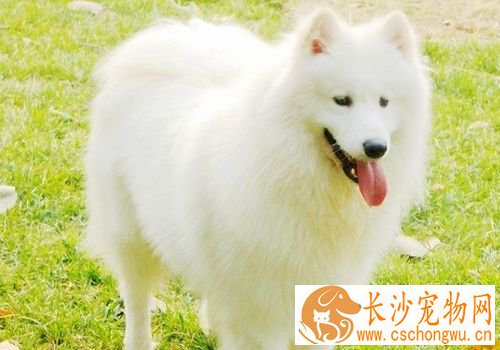 萨摩耶犬的饲养方法不要让幼犬吃人们的剩菜剩饭