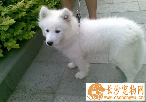 萨摩耶犬的饲养方法不要让幼犬吃人们的剩菜剩饭
