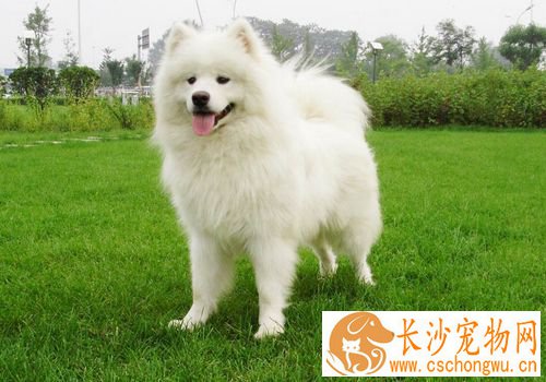 萨摩耶犬聪明吗 很聪明能够听懂人的话