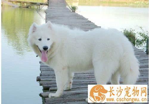 萨摩耶犬聪明吗 很聪明能够听懂人的话