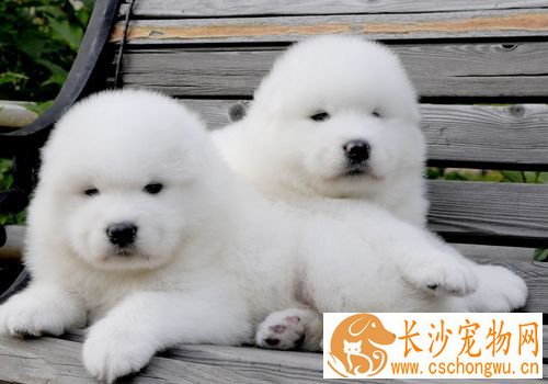 萨摩耶犬聪明吗 很聪明能够听懂人的话