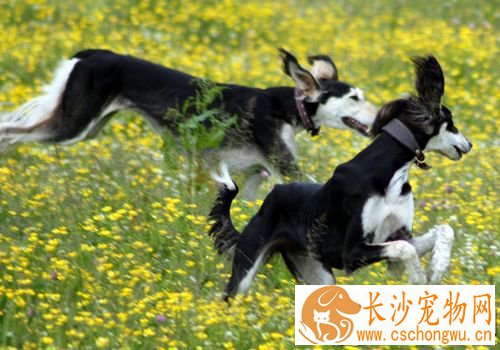 萨路基猎犬喂养与管理 要吃大约二百多克的肉类