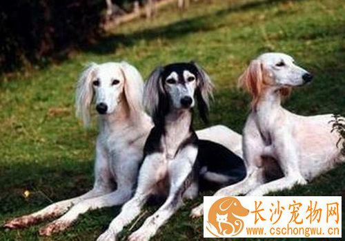 萨路基猎犬喂养与管理 要吃大约二百多克的肉类