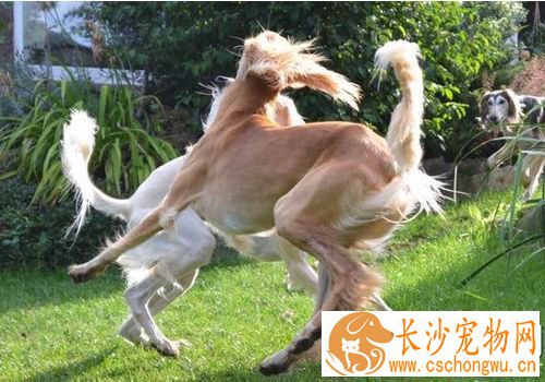 萨路基猎犬喂养与管理 要吃大约二百多克的肉类