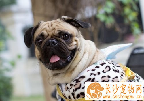如何预防巴哥犬掉毛 不断地替巴哥犬梳毛