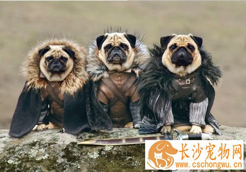 如何预防巴哥犬掉毛 不断地替巴哥犬梳毛
