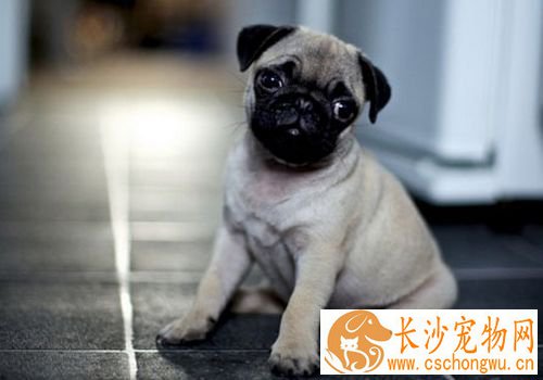如何预防巴哥犬掉毛 不断地替巴哥犬梳毛