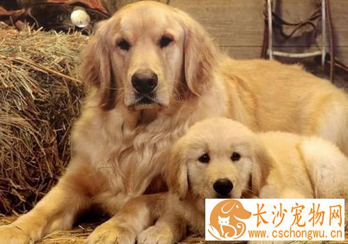 如何养金毛寻回犬 不要喂食一些不易消化的食物