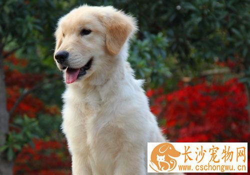 如何养金毛寻回犬 不要喂食一些不易消化的食物
