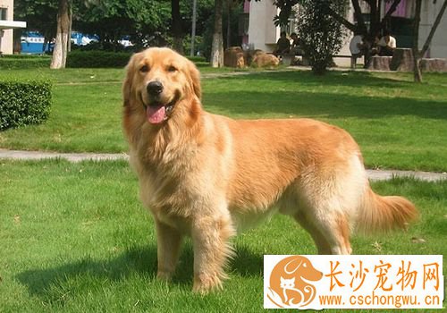 如何养金毛寻回犬 不要喂食一些不易消化的食物