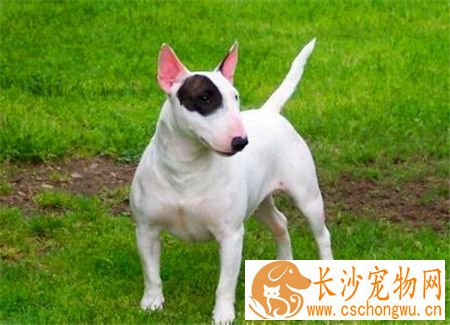 女孩子适合养牛头梗吗 不管是谁都是可以饲养