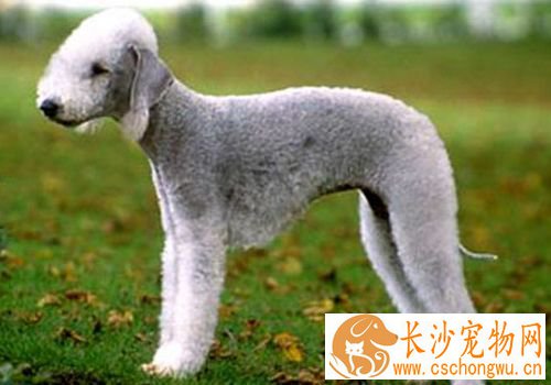 如何驯养贝灵顿梗 完成后给与物质奖励