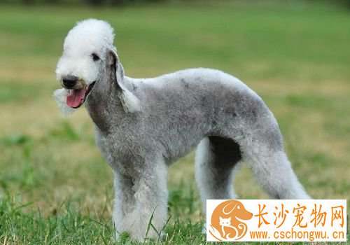 如何驯养贝灵顿梗 完成后给与物质奖励