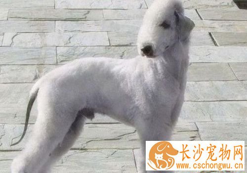 如何驯养贝灵顿梗 完成后给与物质奖励