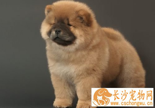 如何喂养松狮犬 掌握一个原则不要喂得太饱