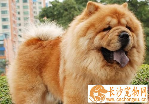 如何喂养松狮犬 掌握一个原则不要喂得太饱