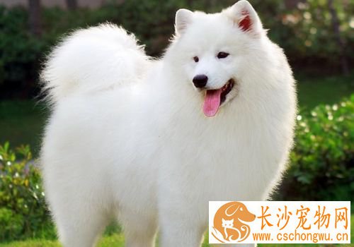 如何喂养萨摩耶犬 很小的狗要少吃多餐