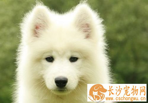 如何喂养萨摩耶犬 很小的狗要少吃多餐