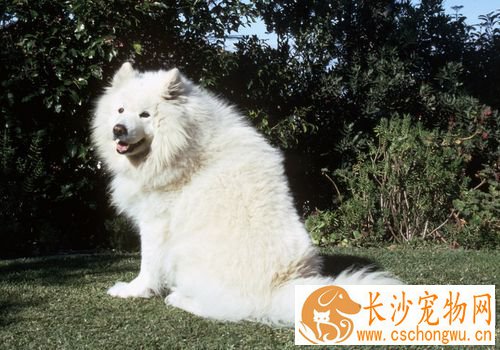 如何喂养萨摩耶犬 很小的狗要少吃多餐