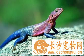 蜥蜴饲养方法 需要一个可以与外界隔绝的饲育环境