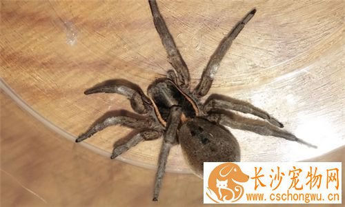 如何饲养蜘蛛 要模拟出自然的生态条件