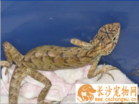 怎样养蜥蜴 关键的是让蜥蜴充分接触紫外线
