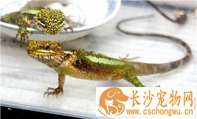 怎样养蜥蜴 关键的是让蜥蜴充分接触紫外线