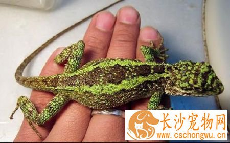 怎样养蜥蜴 关键的是让蜥蜴充分接触紫外线