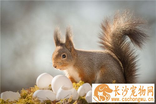 宠物松鼠的饲养 尽可能提供多种饲料随它们选择