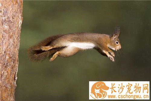 宠物松鼠的饲养 尽可能提供多种饲料随它们选择