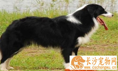 圣伯纳犬的饲养 生长速度快对营养需求较高