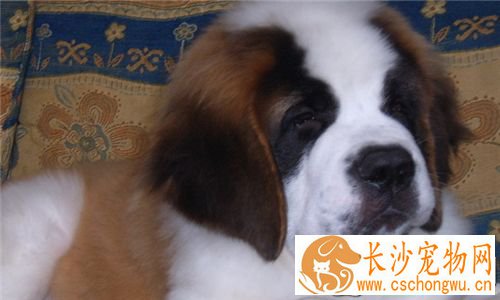圣伯纳犬的饲养 生长速度快对营养需求较高