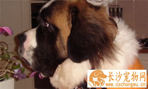 圣伯纳犬的饲养 生长速度快对营养需求较高